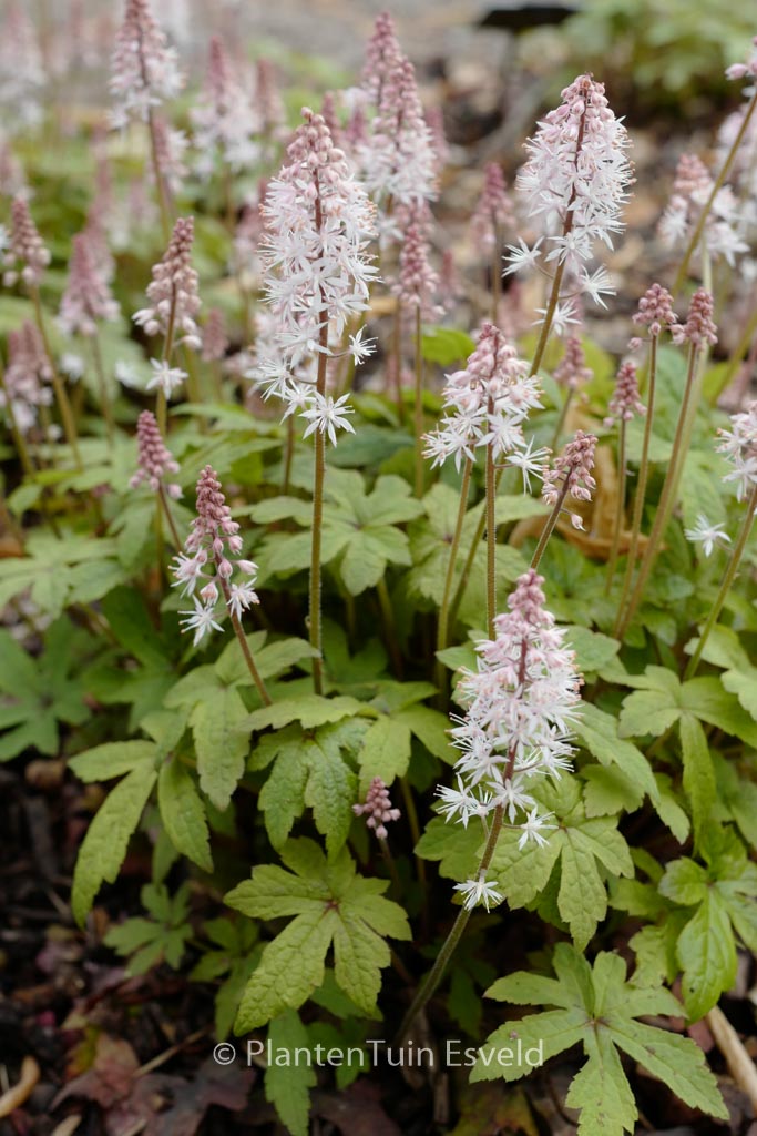 Tiarella ‚Spring Symphony‘