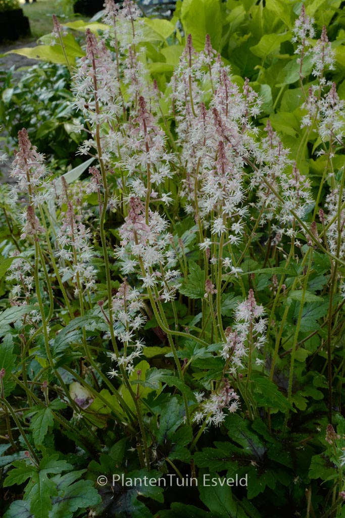 Tiarella ‚Sugar and Spice‘