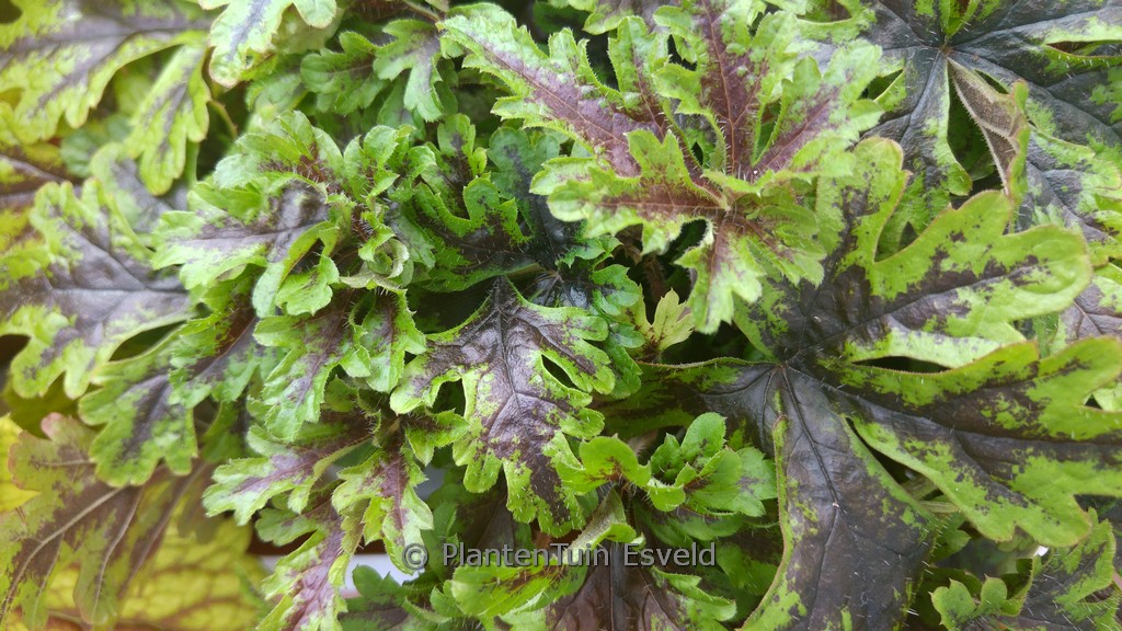 Tiarella ‚Sylvan Lace‘