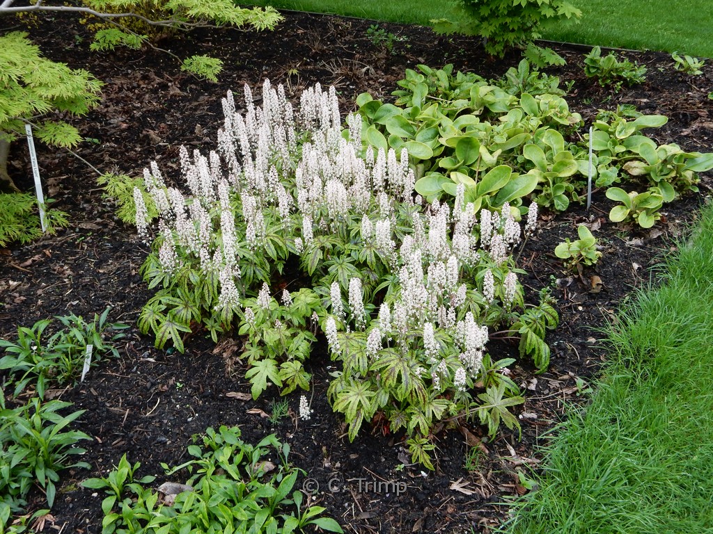Tiarella cordifolia