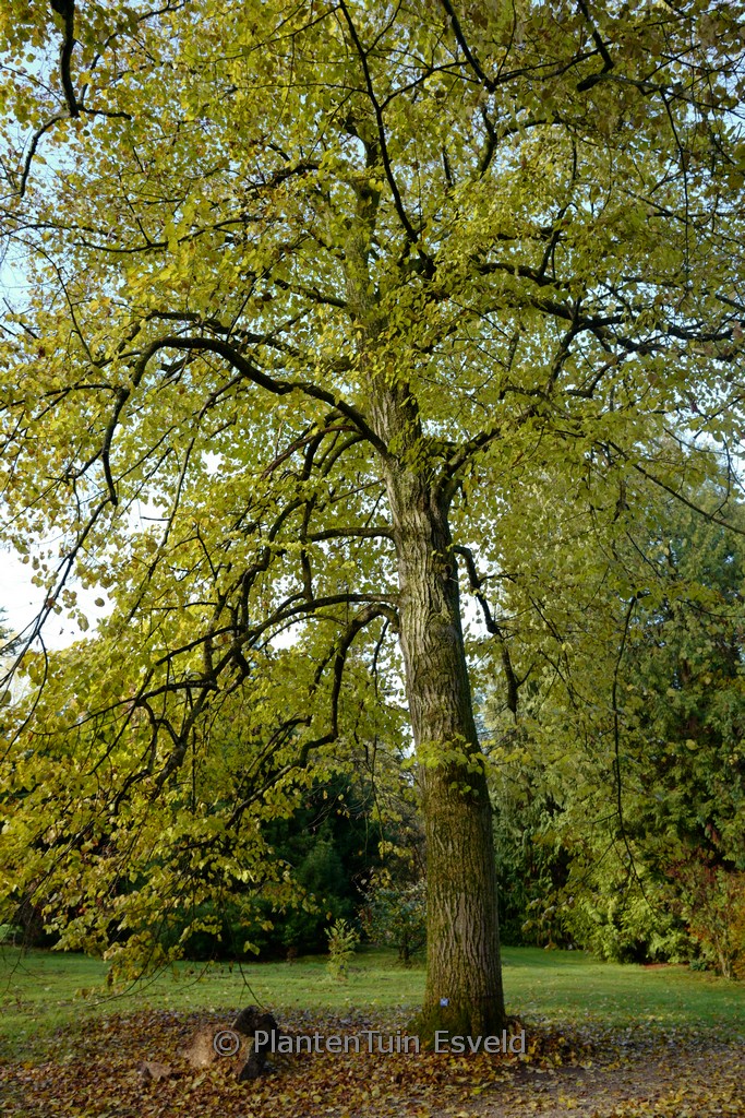 Tilia americana ‚Moltkei‘