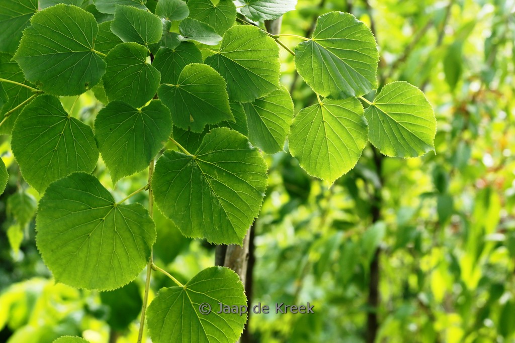 Tilia cordata ‚Böhlje‘