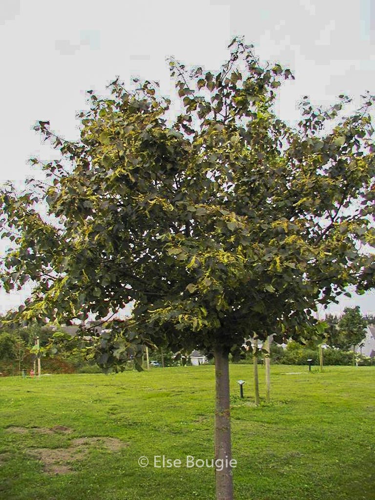 Tilia cordata ‚Green Globe‘