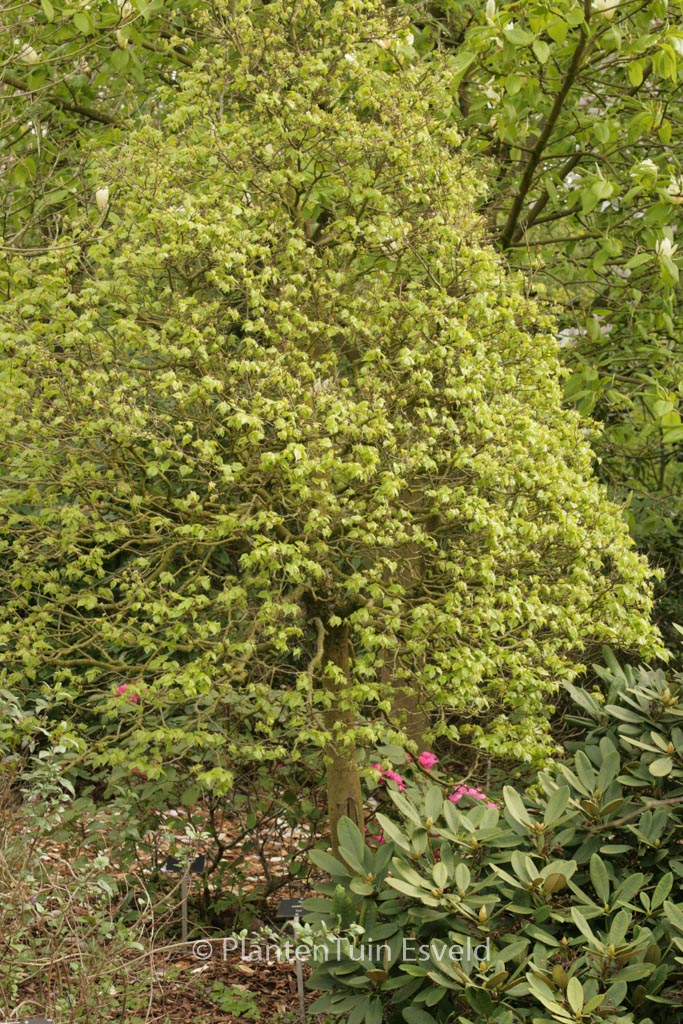 Tilia cordata ‚Lico‘