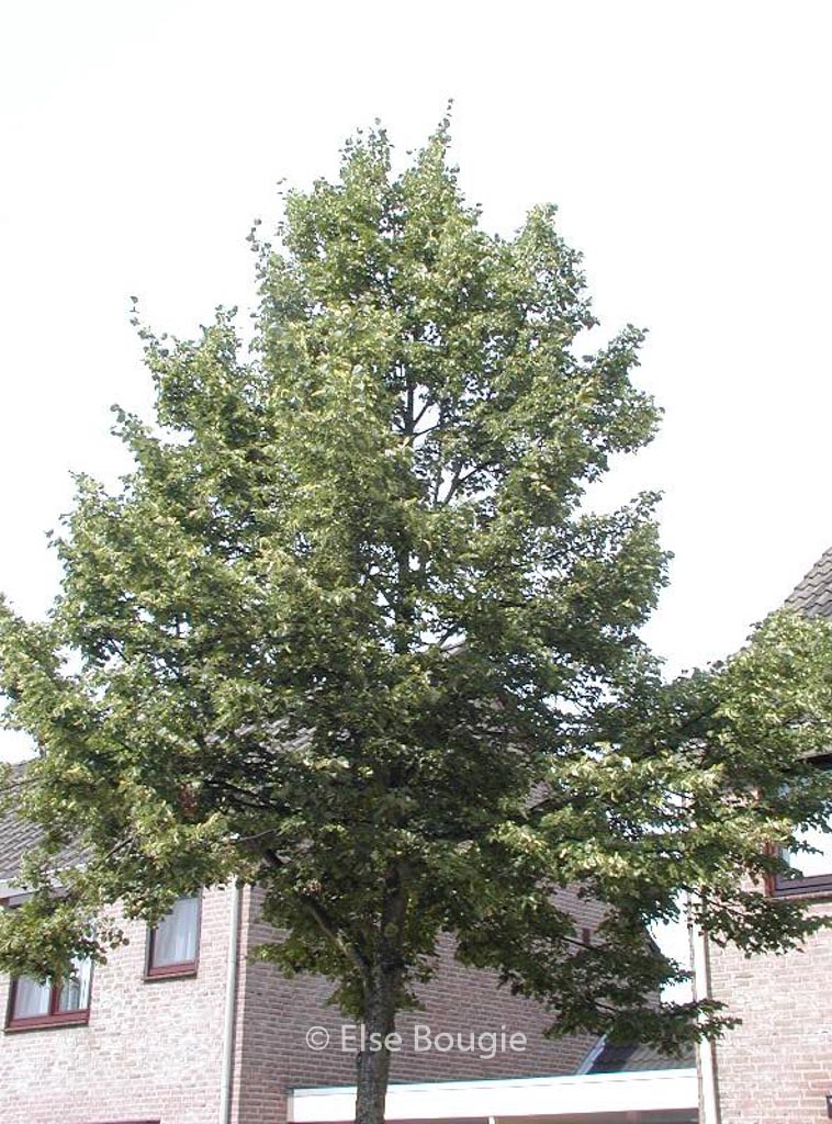 Tilia cordata ‚Rancho‘