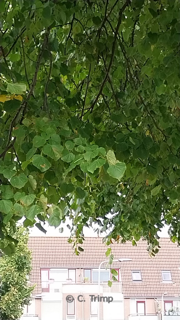 Tilia europaea ‚Euchlora‘