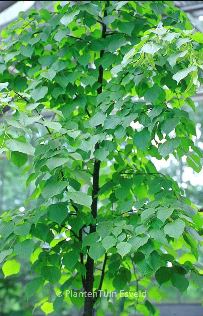 Tilia europaea ‚Pallida‘