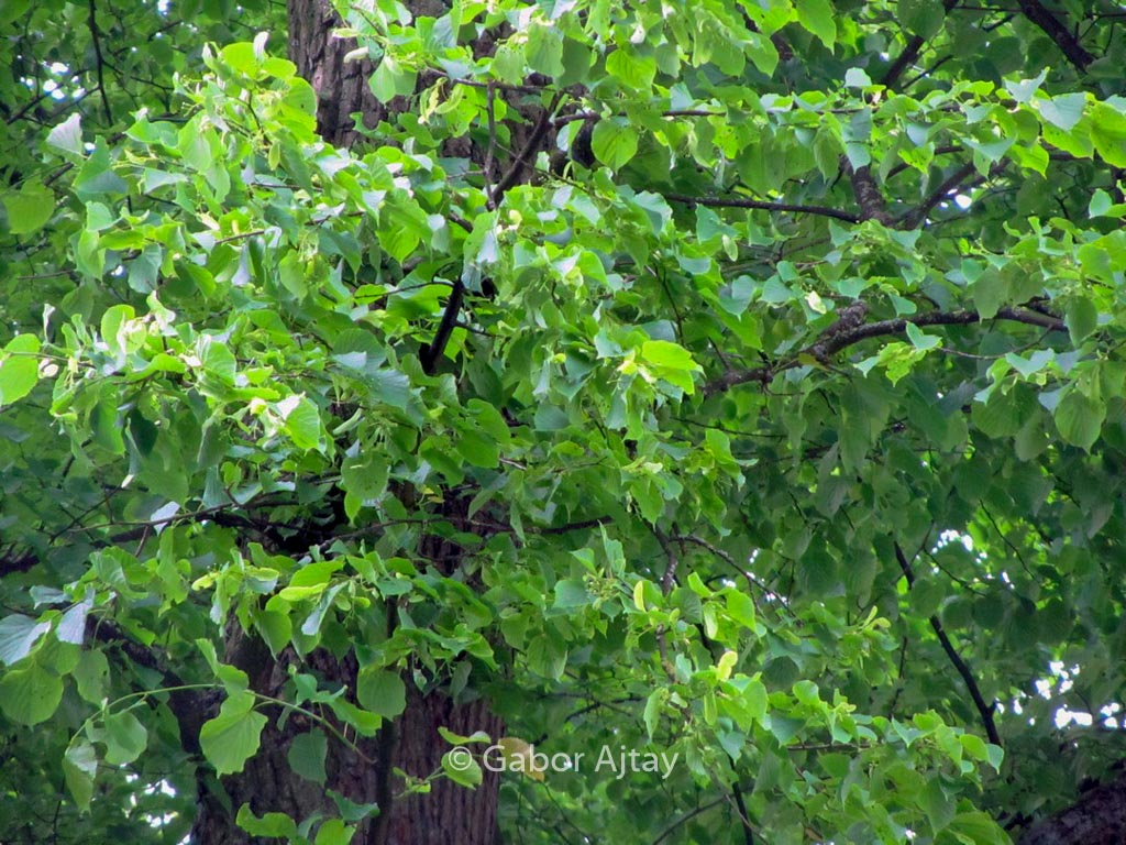 Tilia europaea ‚Zwarte Linde‘