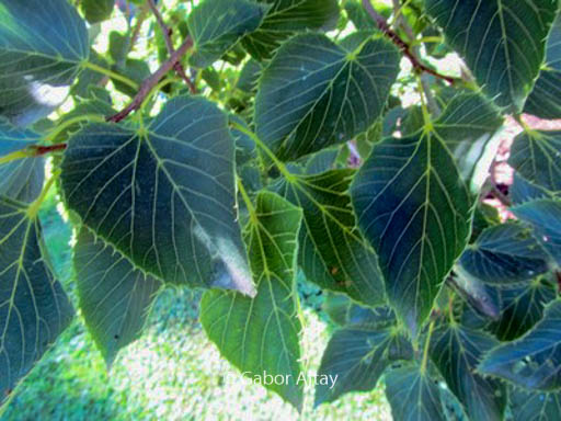 Tilia henryana ‚Arnold’s Select‘