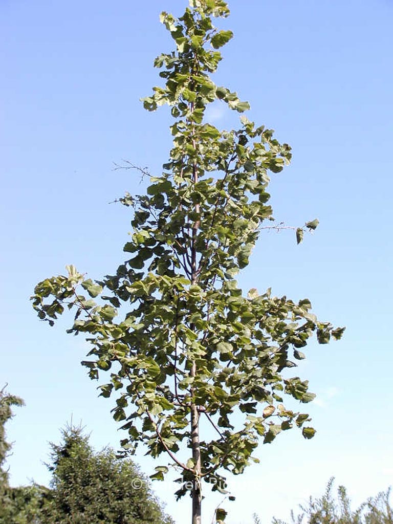 Tilia platyphyllos ‚Delft‘