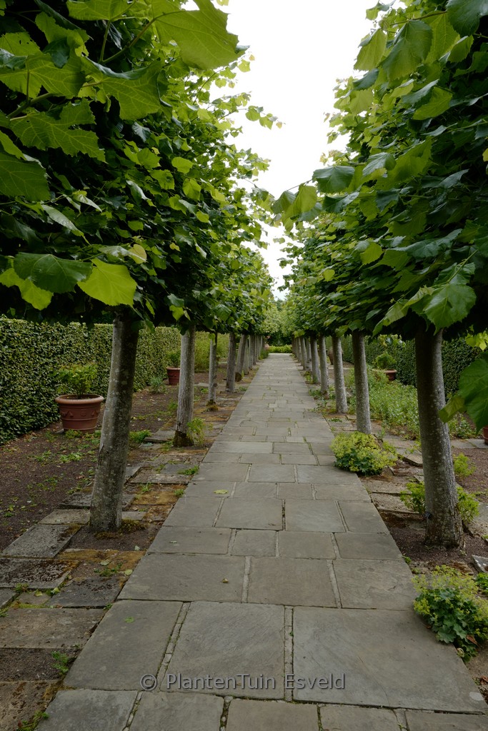 Tilia platyphyllos ‚Rubra‘