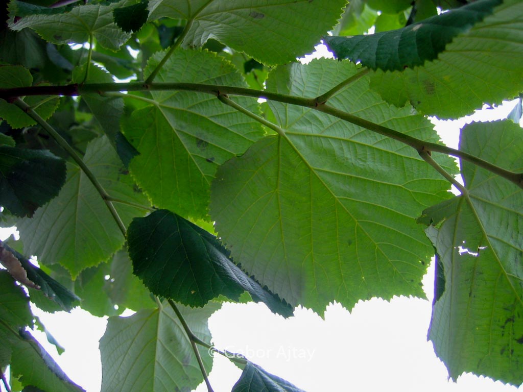 Tilia tomentosa ‚Brabant‘