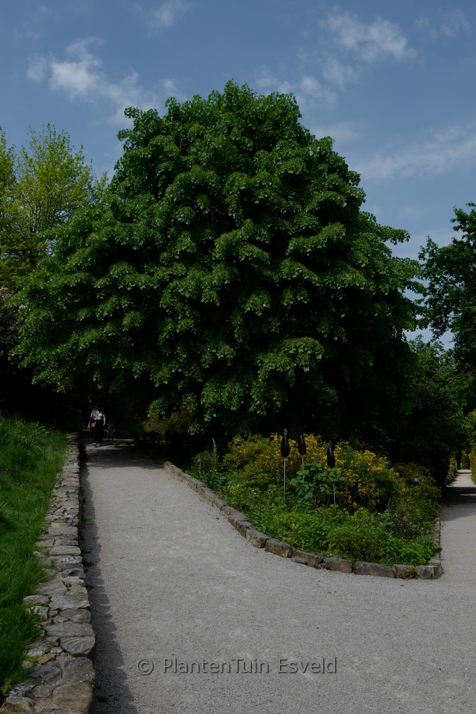 Tilia tomentosa ‚Pendula‘