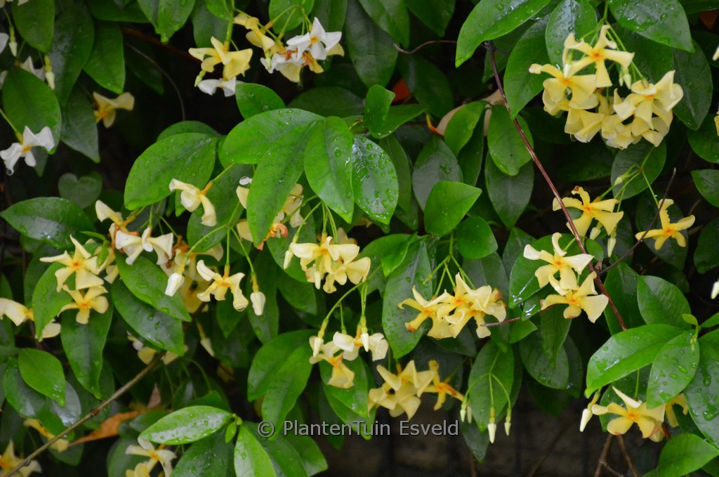 Trachelospermum jasminoides ‚Selbra‘ (STAR OF TOSCANE)