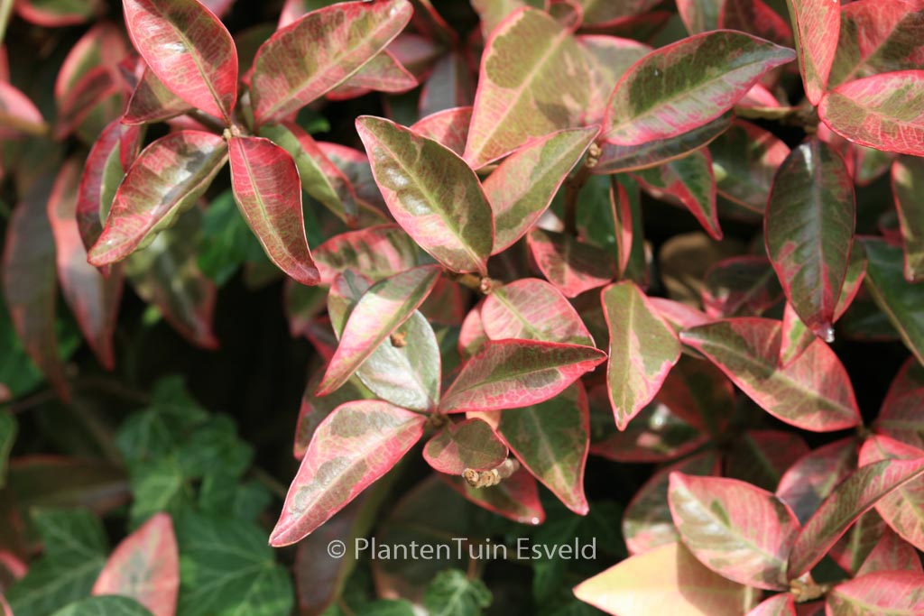 Trachelospermum jasminoides ‚Variegatum‘