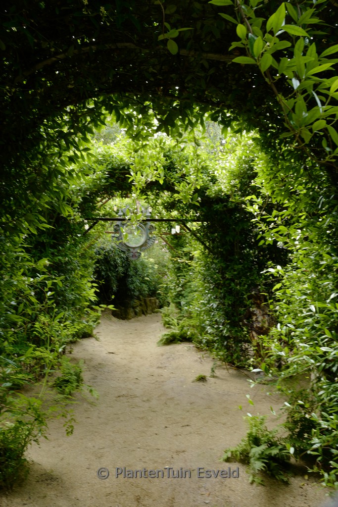 Trachelospermum jasminoides