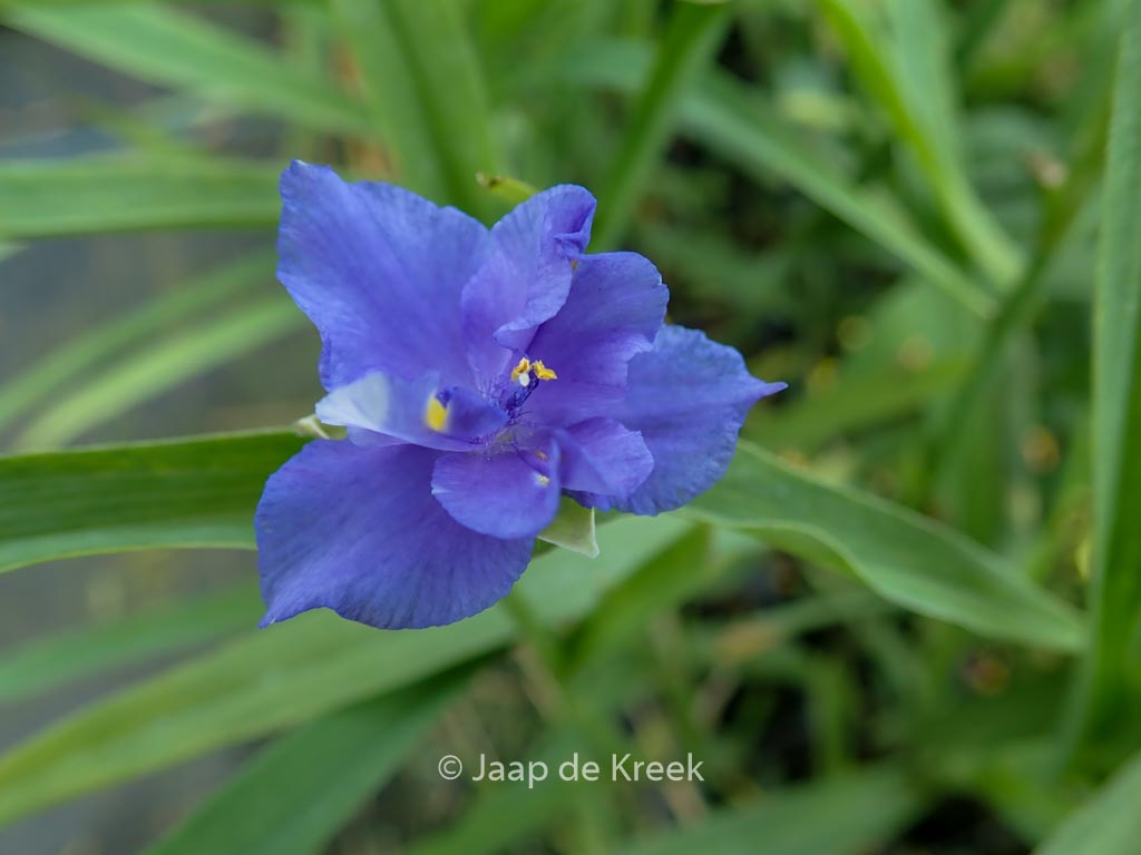 Tradescantia ‚Mac’s Double‘
