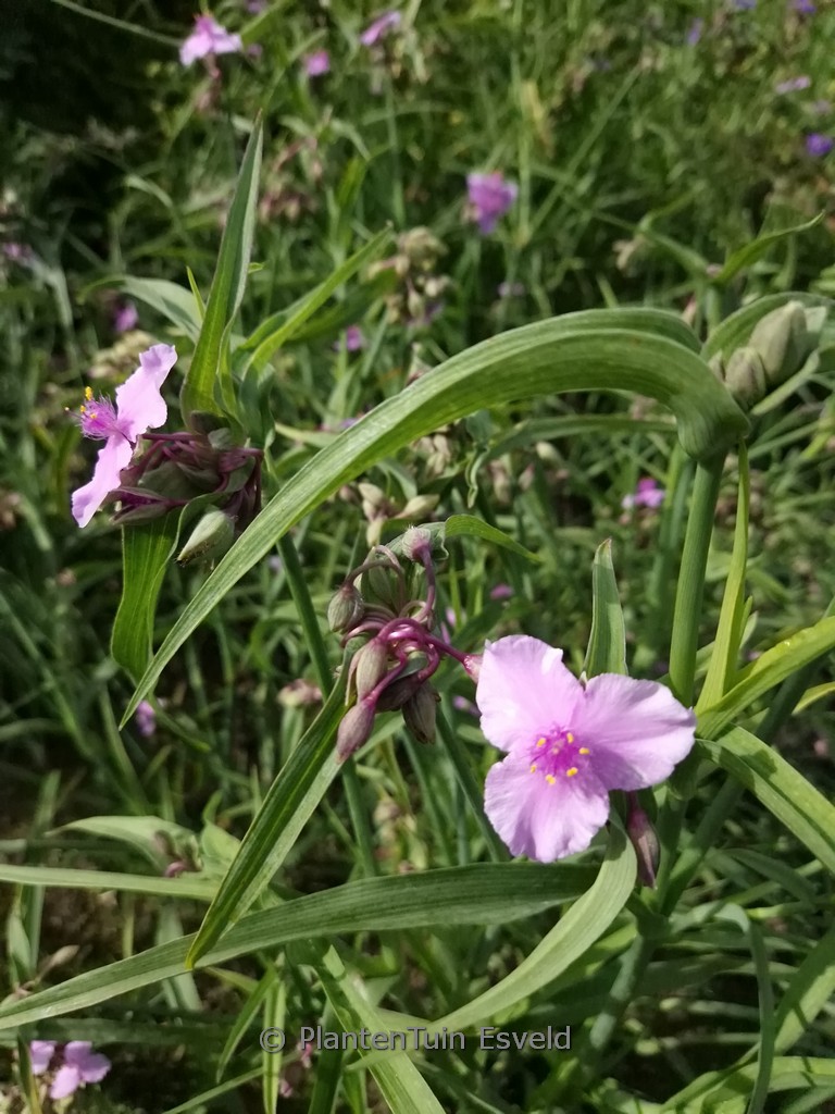 Tradescantia ‚Perrine’s Pink‘