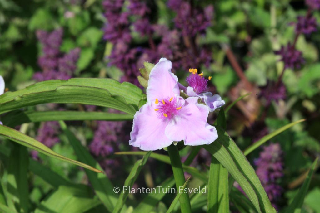 Tradescantia ‚Pink Chablis‘