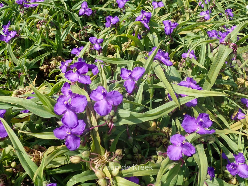 Tradescantia ‚Purewell Giant‘