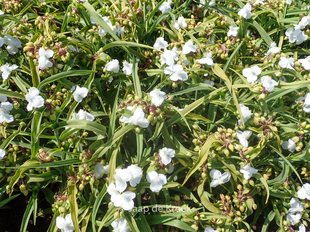 Tradescantia andersoniana ‚Innocence‘
