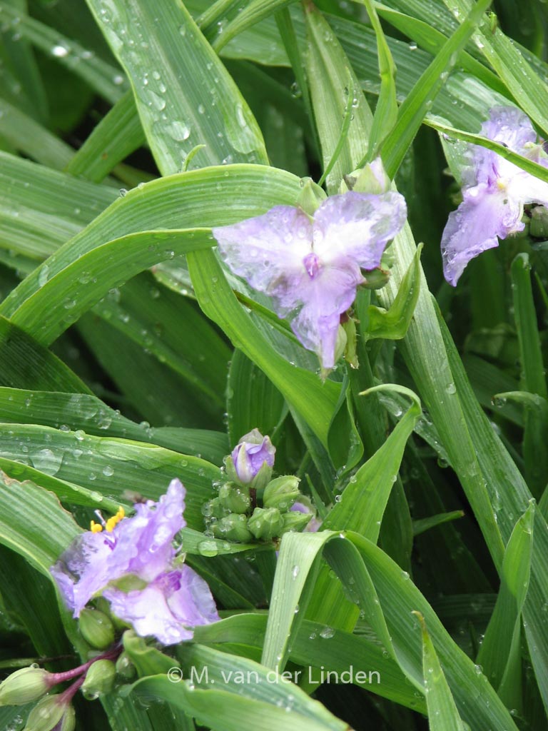 Tradescantia andersoniana ‚J.C. Weguelin‘