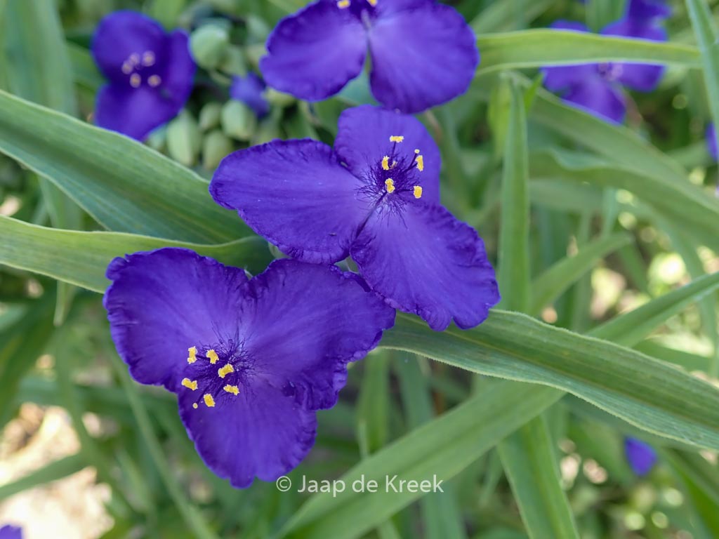 Tradescantia andersoniana ‚Leonora‘
