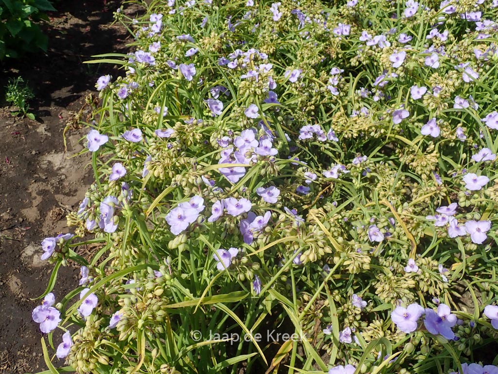 Tradescantia andersoniana ‚Little Doll‘