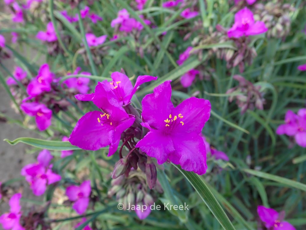 Tradescantia andersoniana ‚Red Grape‘