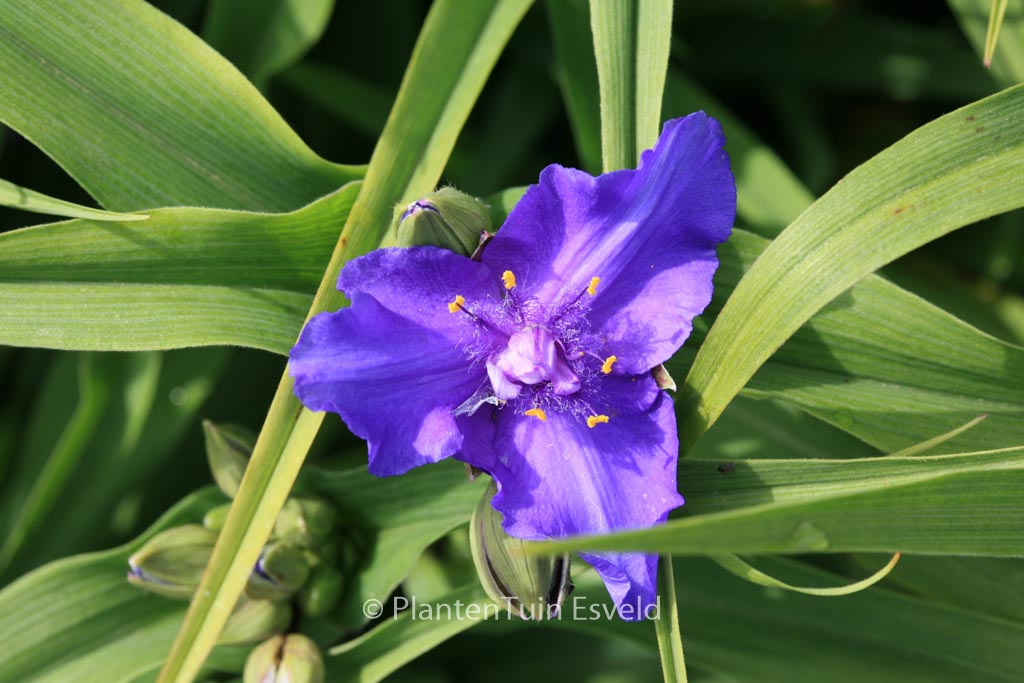 Tradescantia andersoniana ‚Zwanenburg Blue‘