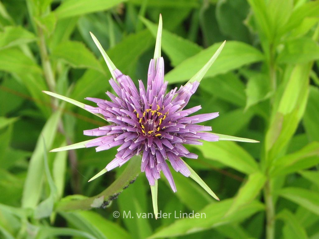 Tragopogon porrifolius