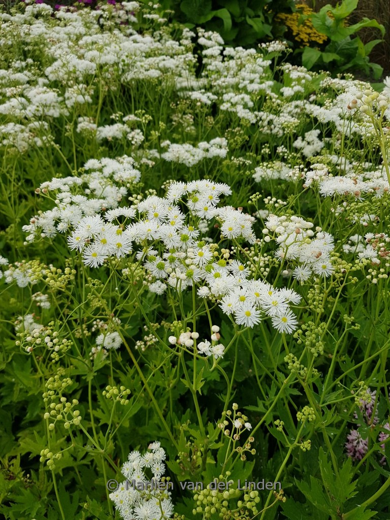 Trautvetteria carolinensis