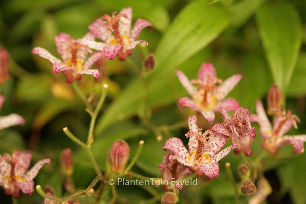 Tricyrtis formosana ‚Pink Freckles‘