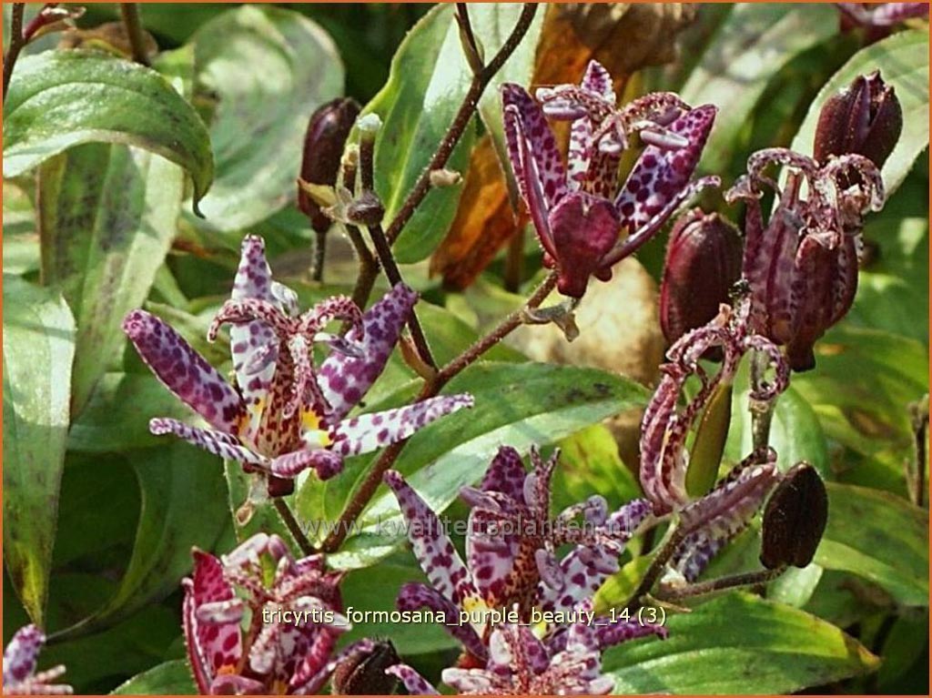 Tricyrtis formosana ‚Purple Beauty‘