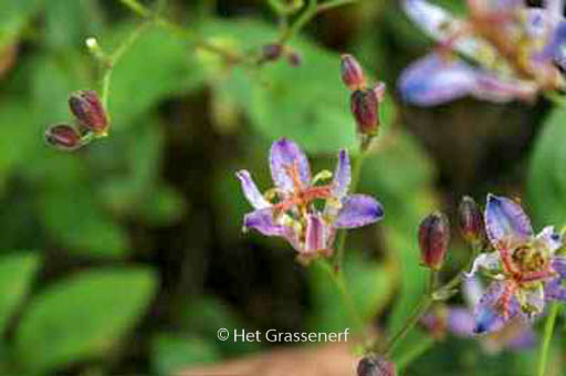 Tricyrtis formosana ‚Seiryu‘