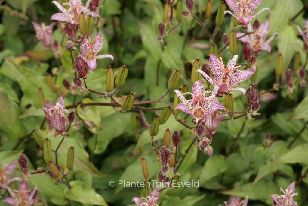 Tricyrtis formosana