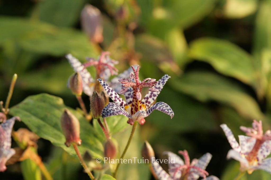 Tricyrtis hirta ‚Miyazaki‘