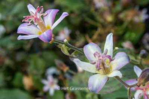 Tricyrtis hirta ‚Tojen‘