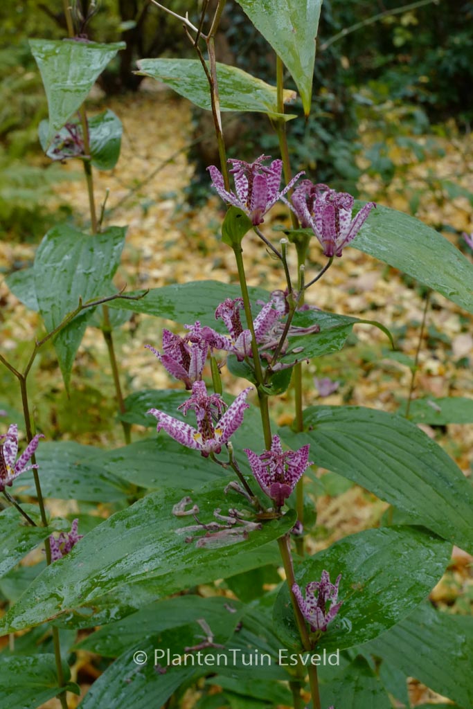 Tricyrtis hirta