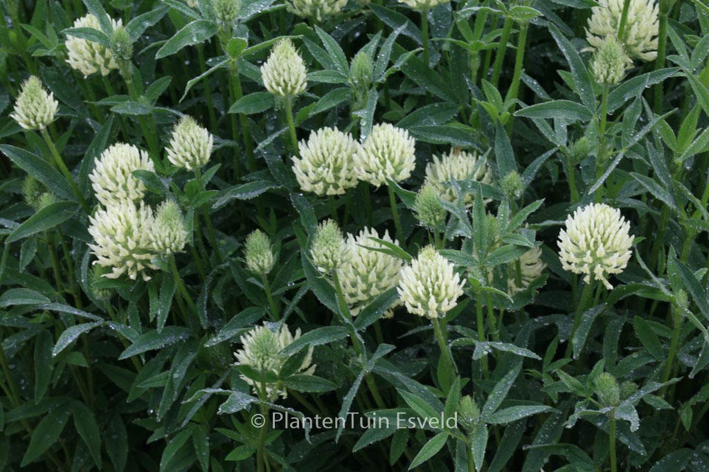 Trifolium ochroleucon