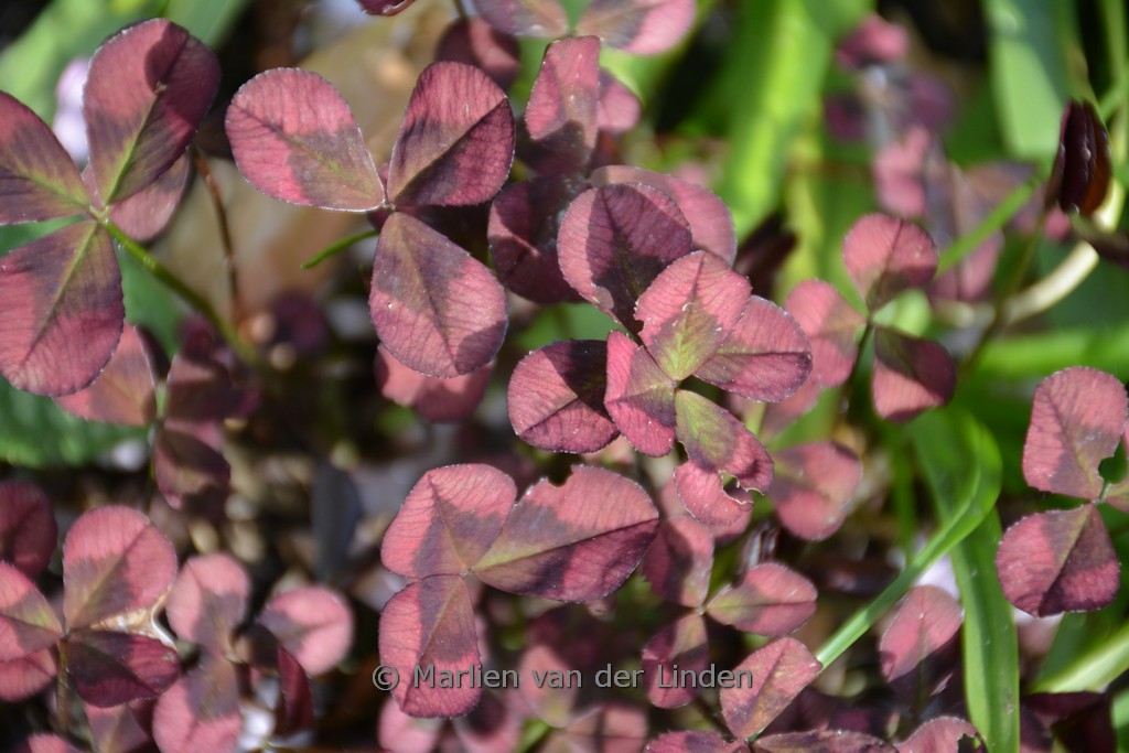 Trifolium repens ‚Isabella‘