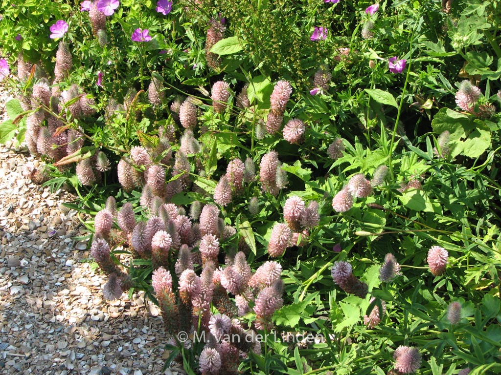 Trifolium repens ‚Peach Pink‘