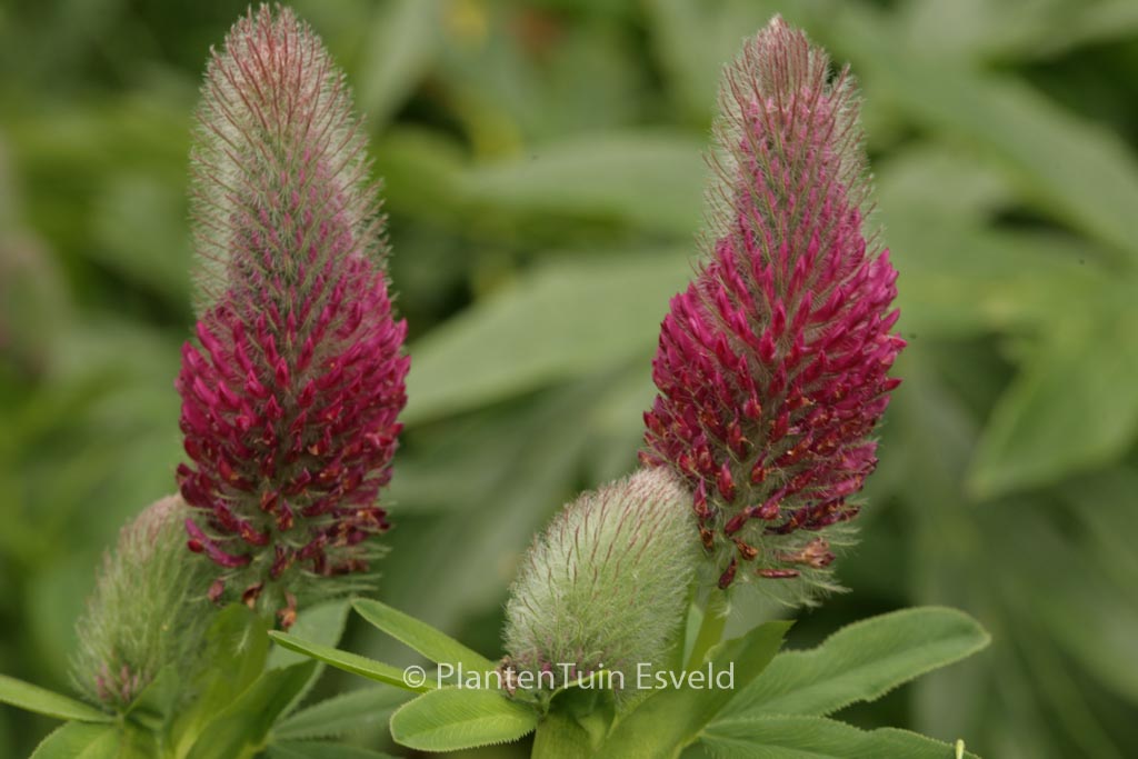 Trifolium rubens