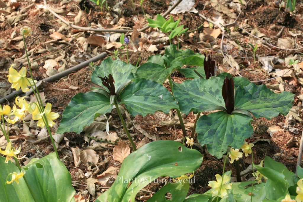Trillium cuneatum