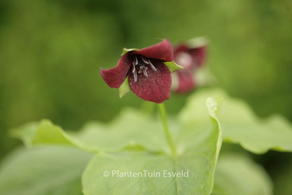 Trillium sulcatum