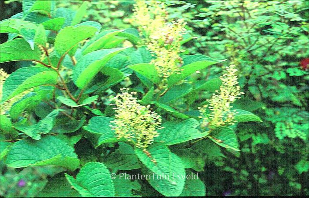 Tripterygium wilfordii