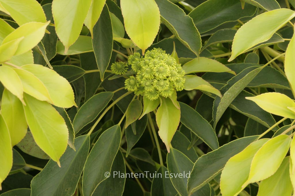 Trochodendron aralioides