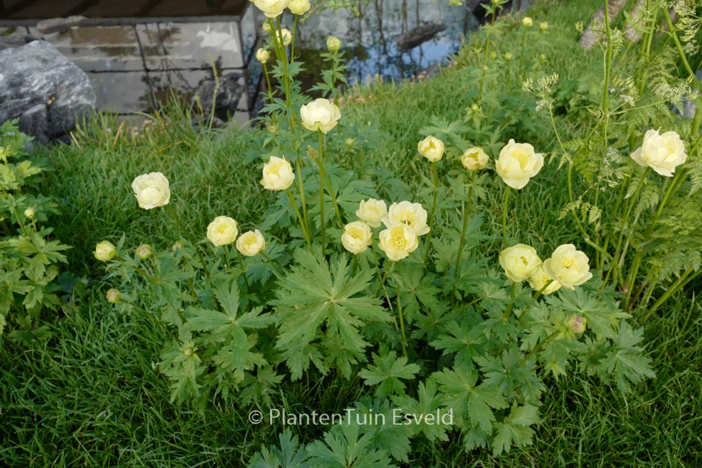 Trollius ‚Alabaster‘