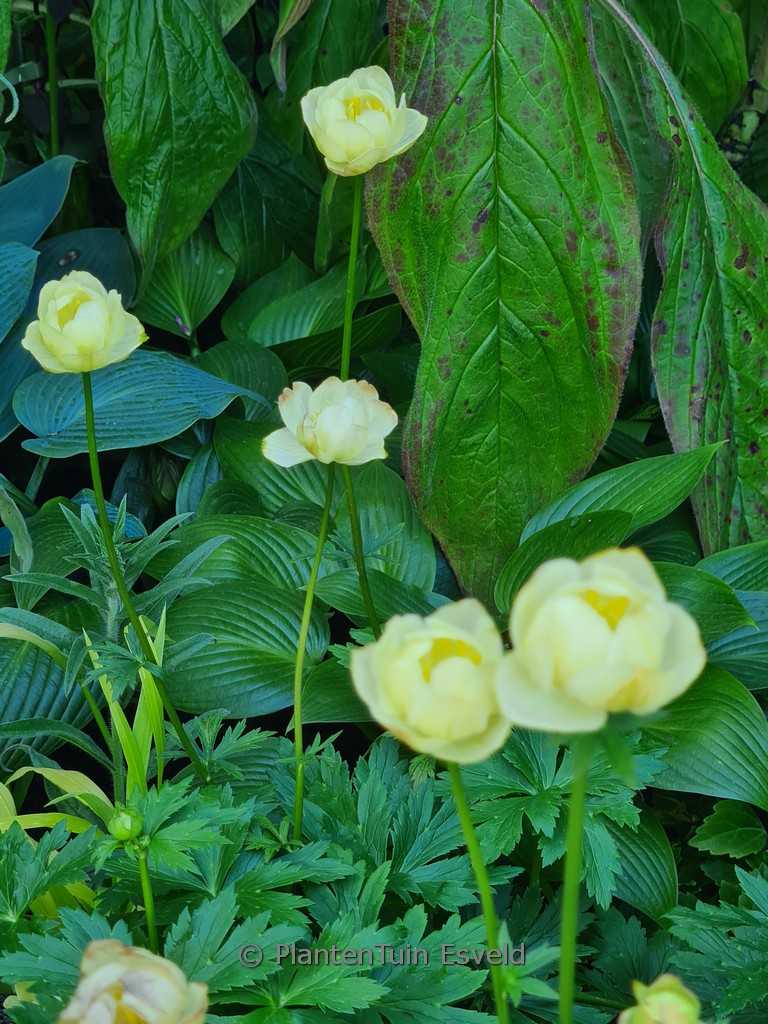 Trollius ‚Cheddar‘