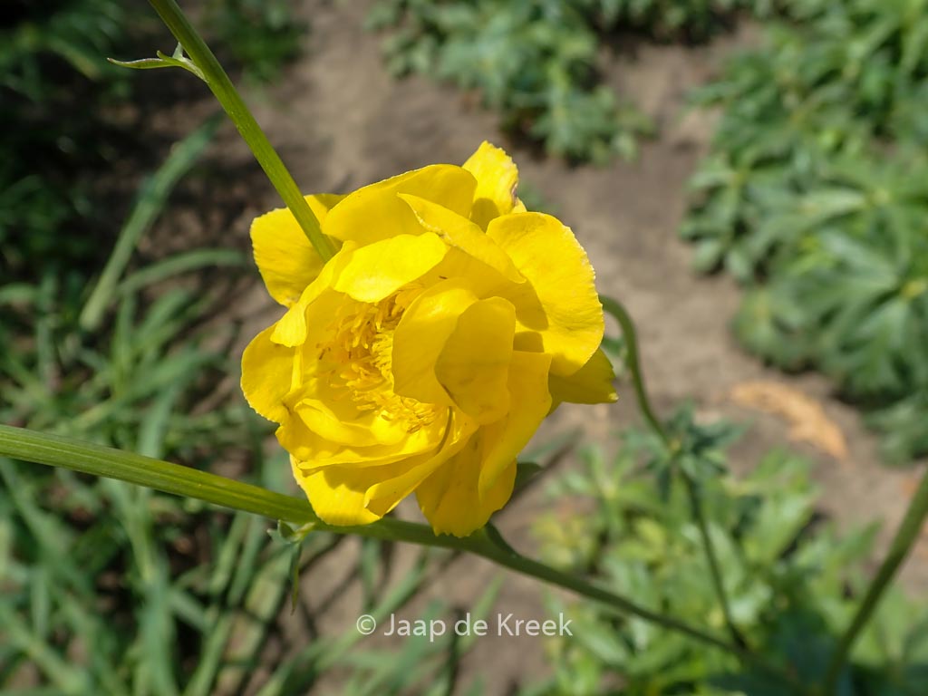 Trollius ‚Lemon Supreme‘